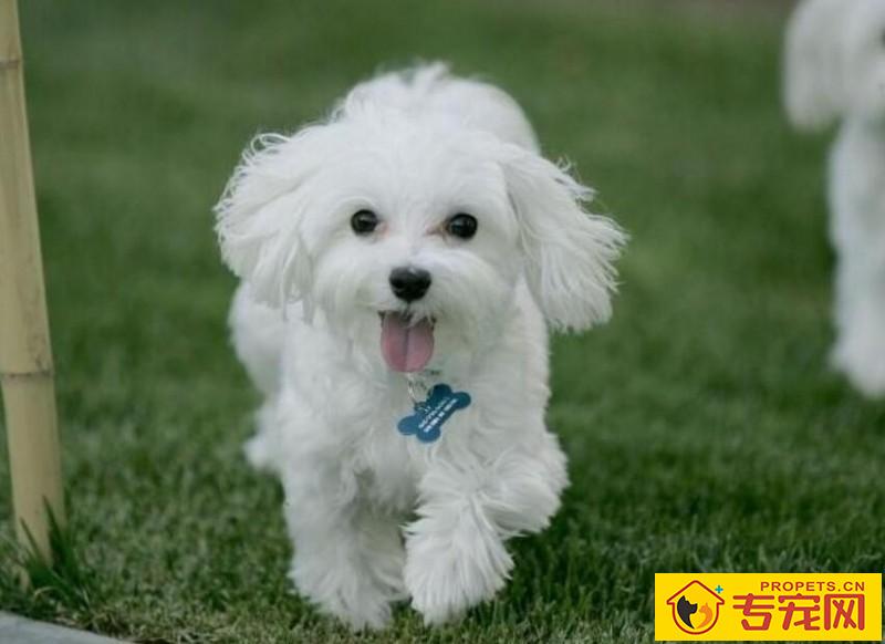 狗狗发烧的症状及治疗方法 狗狗发烧的症状及治疗方法