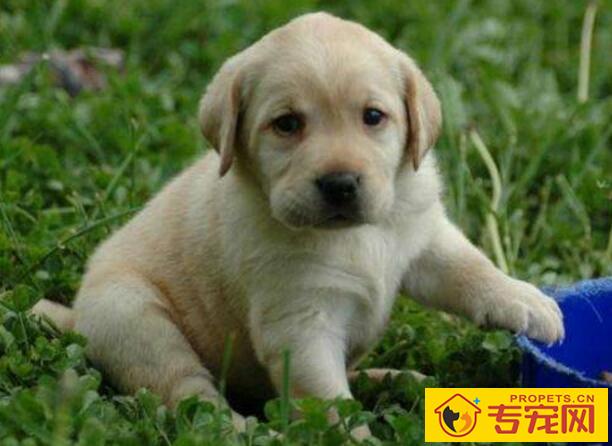 狗狗发烧的症状及治疗方法 狗狗发烧的症状及治疗方法