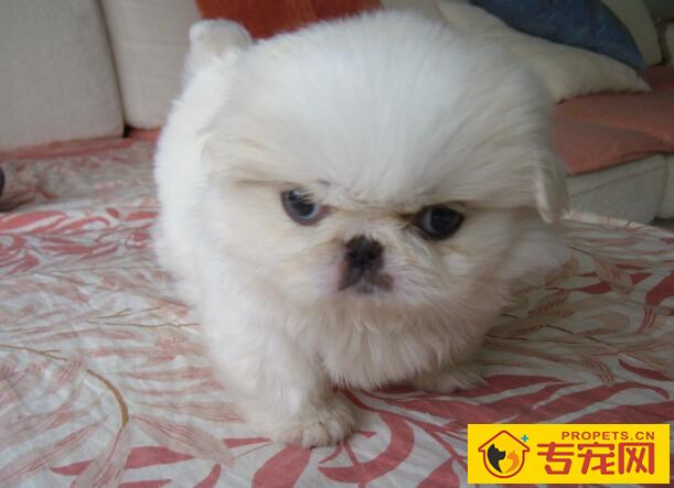 狗狗发烧的症状及治疗方法 狗狗发烧的症状及治疗方法