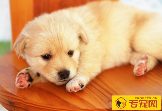 狗狗骨折了怎么办? 狗狗骨折了怎么办?