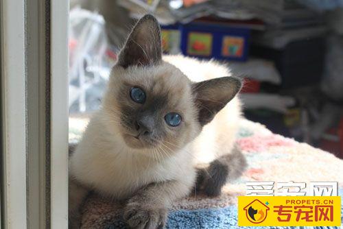 暹罗猫爱叫吗 除了发情期为什么会叫