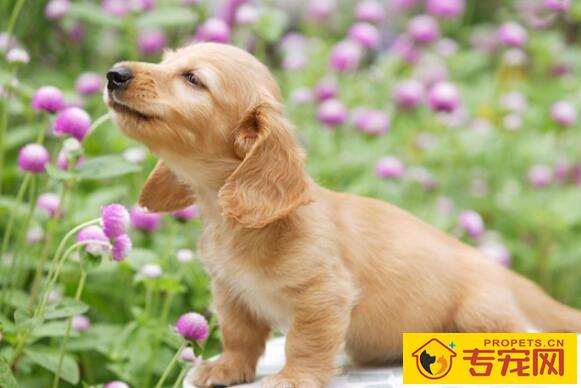 为什么狗狗打了疫苗没起作用？狗狗免疫失败是什么原因？