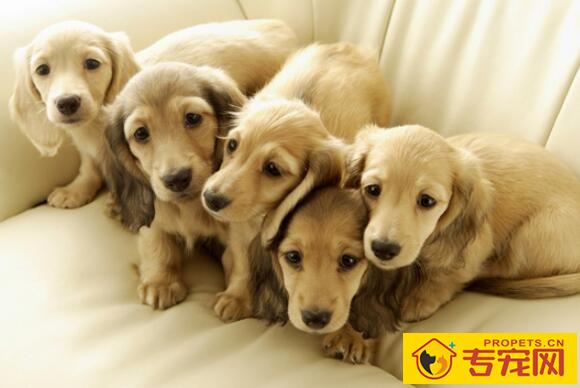 为什么狗狗打了疫苗没起作用？狗狗免疫失败是什么原因？