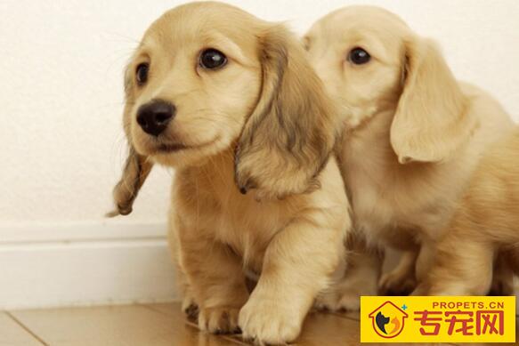 为什么狗狗打了疫苗没起作用？狗狗免疫失败是什么原因？