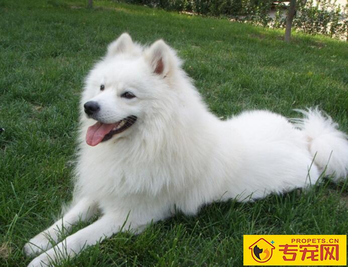 什么情况不能给狗狗洗澡,大家都知道吗? 什么情况不能给狗狗洗澡,大家都知道吗?