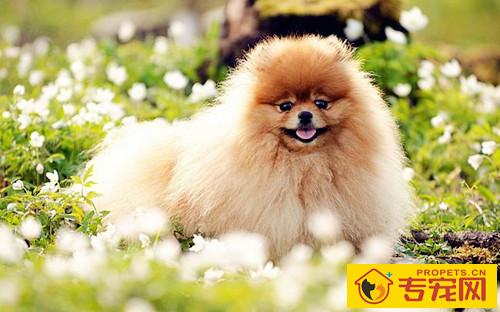 博美换毛后还会继续掉毛吗,博美换毛以后还掉毛该怎么办 博美换毛后还会继续掉毛吗,博美换毛以后还掉毛该怎么办