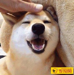 干这5件事的狗狗，实际上是在“吸引住”你，给你撸它