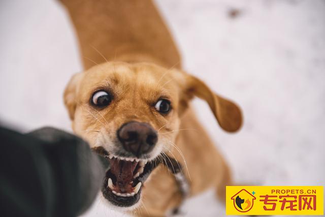 这5种人是狗狗“最爱咬的人”,别随意撩狗,当心被咬哦 这5种人是狗狗“最爱咬的人”,别随意撩狗,当心被咬哦