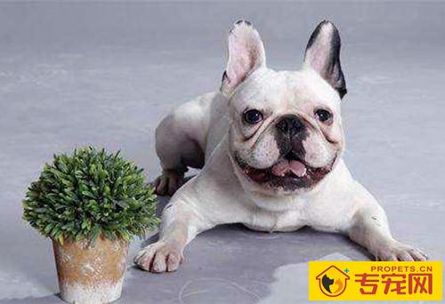 法斗斗架被咬到怎么处理,法斗被其他狗狗咬伤该怎么办 法斗斗架被咬到怎么处理,法斗被其他狗狗咬伤该怎么办