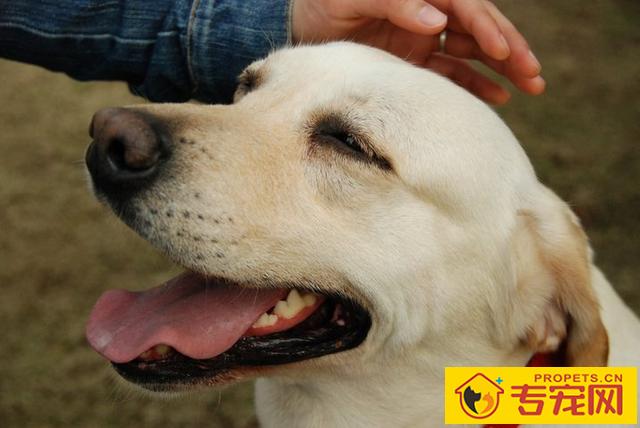 干这5件事的狗狗，实际上是在“吸引住”你，给你撸它