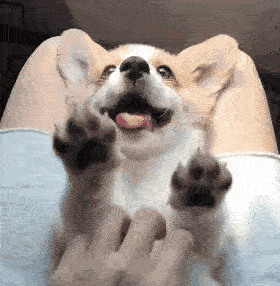 干这5件事的狗狗，实际上是在“吸引住”你，给你撸它