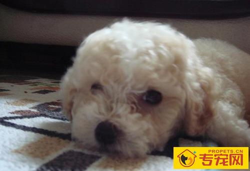 泰迪和比熊有什么区别 从外貌特征去辨别