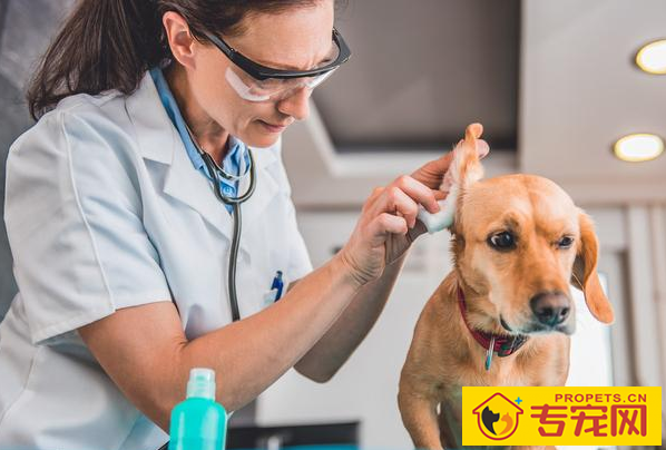 狗狗耳朵的6种种类,家里的归属于哪这种呢? 狗狗耳朵的6种种类,家里的归属于哪这种呢?