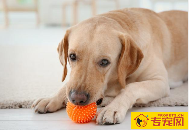 狗狗耳朵的6种种类,家里的归属于哪这种呢? 狗狗耳朵的6种种类,家里的归属于哪这种呢?