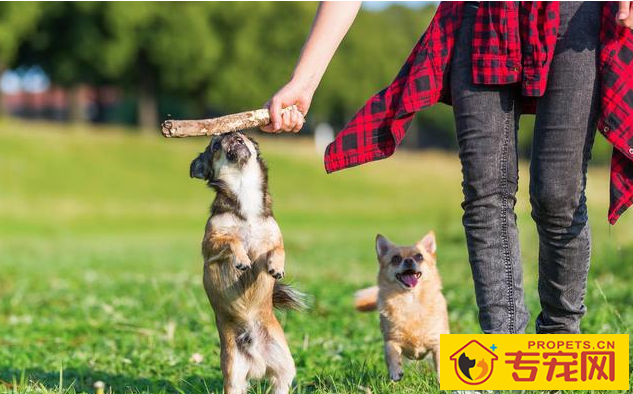 常常吠叫的狗狗，他们究竟在叫什么名字？缘故这五点