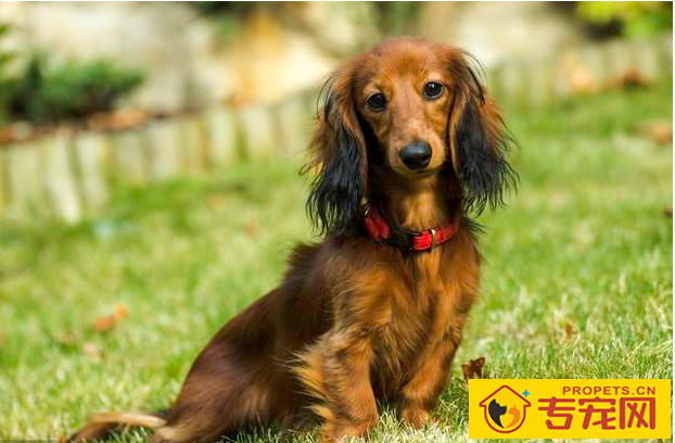 狗狗耳朵的6种种类,家里的归属于哪这种呢? 狗狗耳朵的6种种类,家里的归属于哪这种呢?