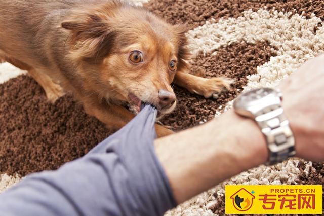 这5种人是狗狗“最爱咬的人”,别随意撩狗,当心被咬哦 这5种人是狗狗“最爱咬的人”,别随意撩狗,当心被咬哦