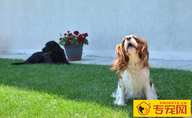 常常吠叫的狗狗，他们究竟在叫什么名字？缘故这五点