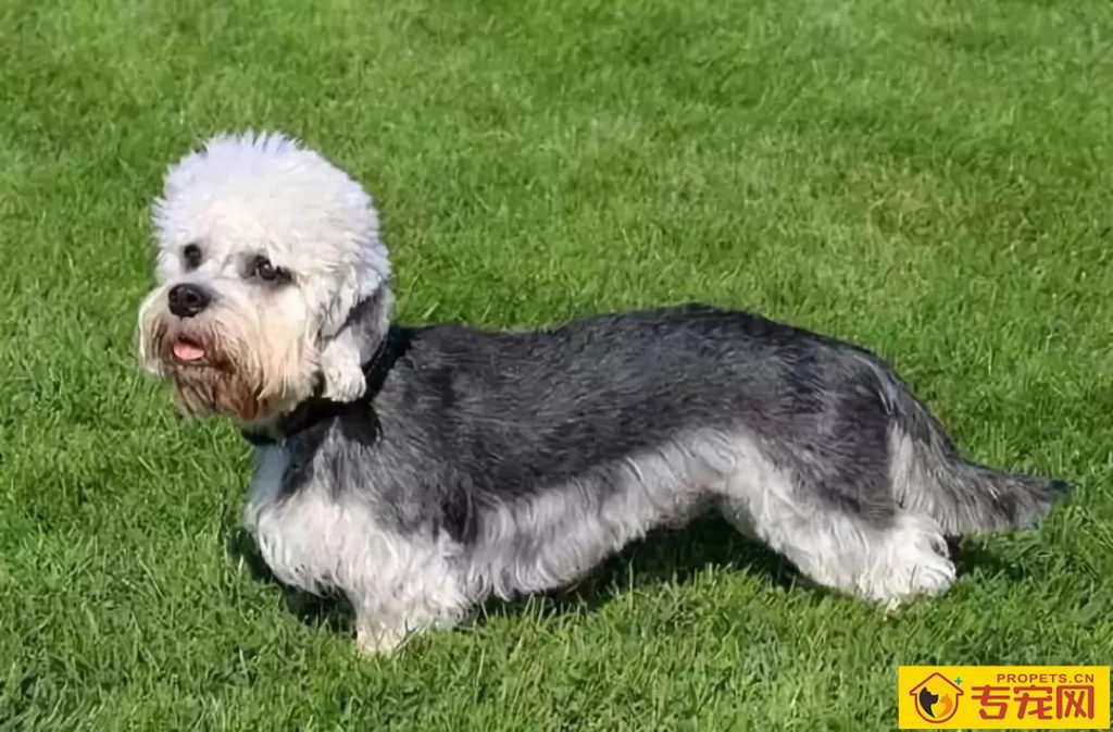 短脚长身梗能长多大 该犬属于小型犬