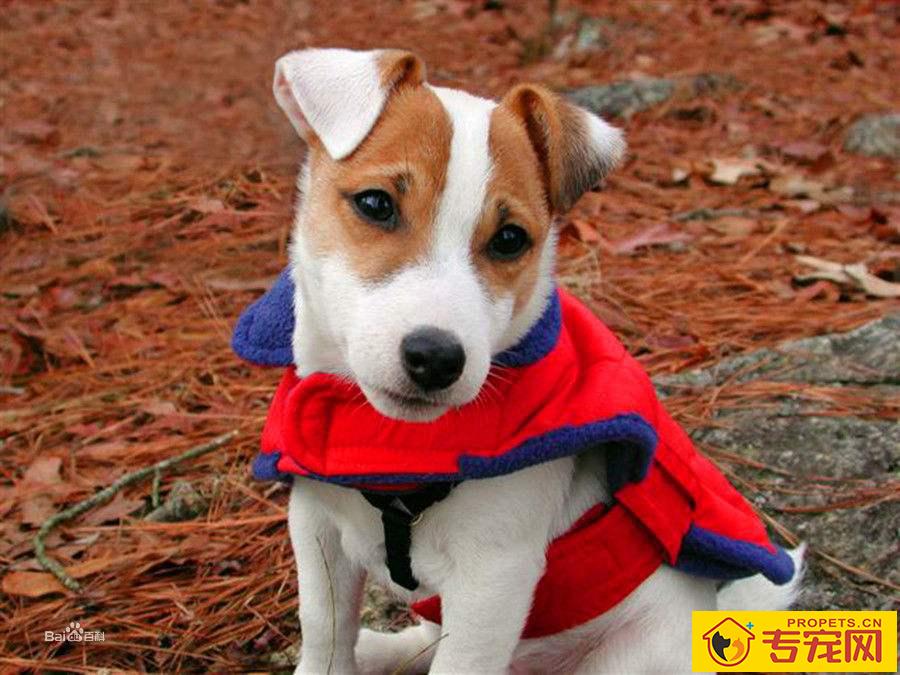 帕尔森罗塞尔梗的寿命 属于长寿的犬种