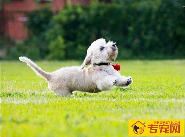 短脚长身梗的寿命 是比较长寿的犬种