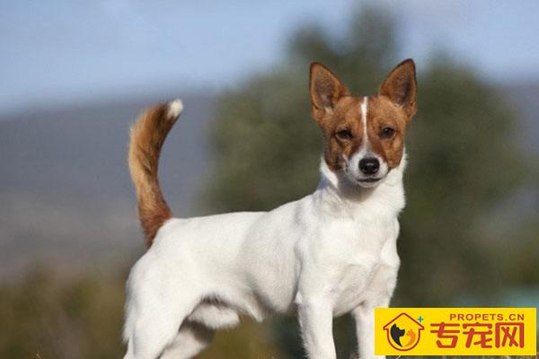 葡萄牙波登可犬的寿命 大概在14年左右