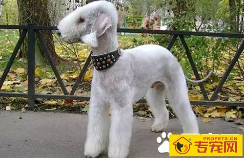 长不大的狗狗品种有哪些 长不大又好养的狗狗品种推荐