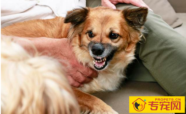 常常吠叫的狗狗，他们究竟在叫什么名字？缘故这五点