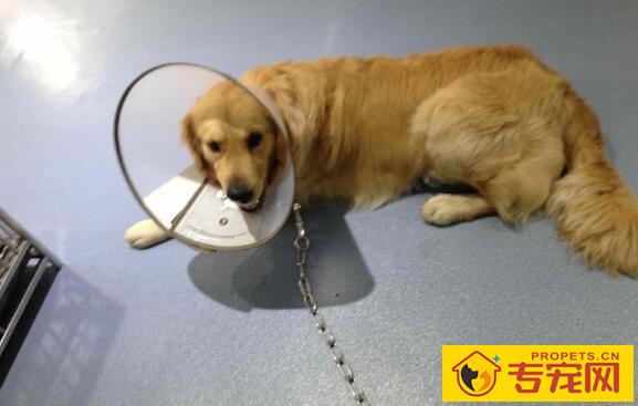 狗狗手术后该怎么调理？吃什么好？