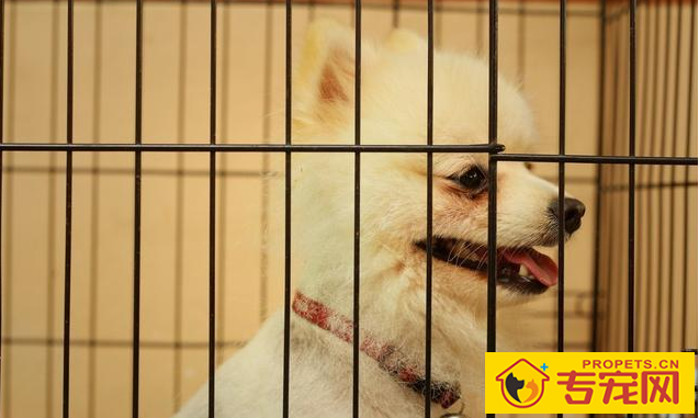 常常吠叫的狗狗，他们究竟在叫什么名字？缘故这五点