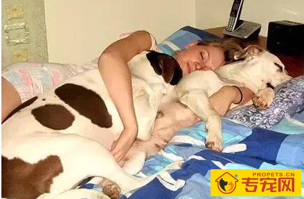 狗狗为什么喜欢与人“睡觉”呢?看一下这好多个缘故就懂了 狗狗为什么喜欢与人“睡觉”呢?看一下这好多个缘故就懂了
