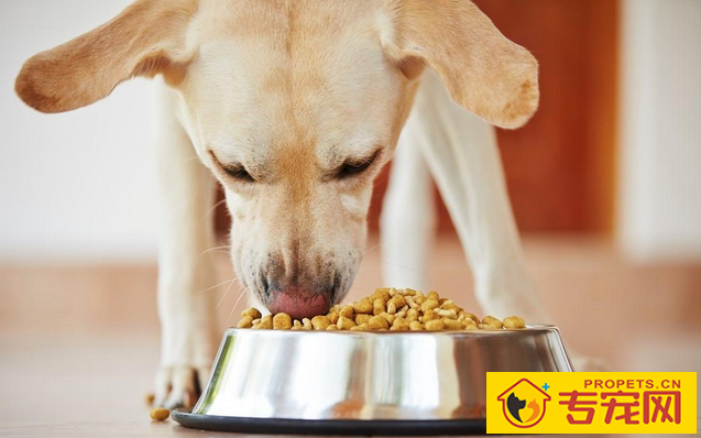 换犬粮的情况下为狗狗怎么会出現消化不好或恶心呕吐的状况? 换犬粮的情况下为狗狗怎么会出現消化不好或恶心呕吐的状况?