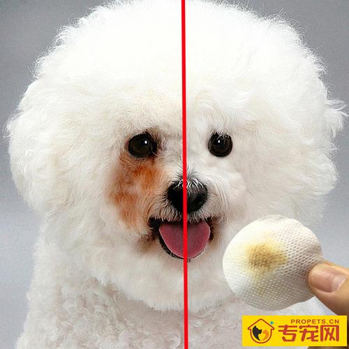 狗狗泪痕引发的原因和治疗