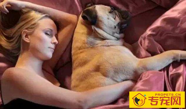 狗狗为什么喜欢与人“睡觉”呢?看一下这好多个缘故就懂了 狗狗为什么喜欢与人“睡觉”呢?看一下这好多个缘故就懂了