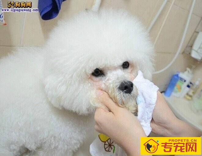 狗狗泪痕引发的原因和治疗