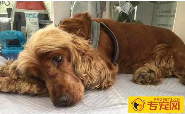 狗狗有这6种主要表现,表明它需要你,家里狗有吗 狗狗有这6种主要表现,表明它需要你,家里狗有吗