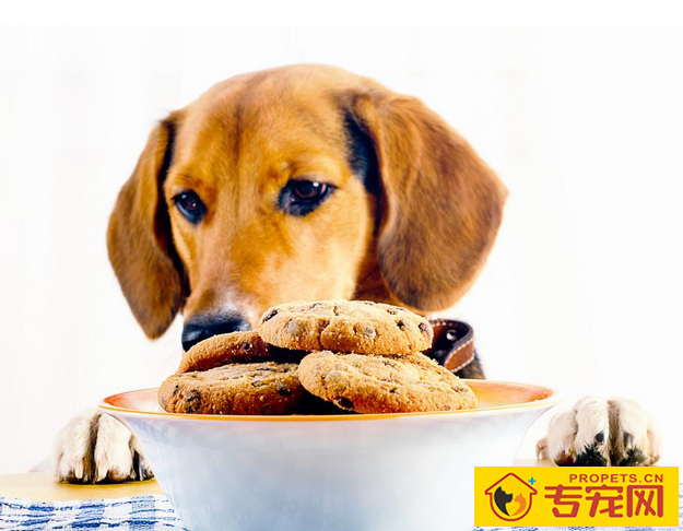 换犬粮的情况下为狗狗怎么会出現消化不好或恶心呕吐的状况? 换犬粮的情况下为狗狗怎么会出現消化不好或恶心呕吐的状况?