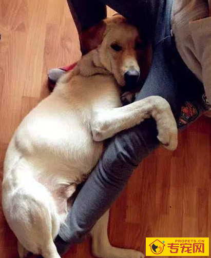 狗狗有这6种主要表现,表明它需要你,家里狗有吗 狗狗有这6种主要表现,表明它需要你,家里狗有吗