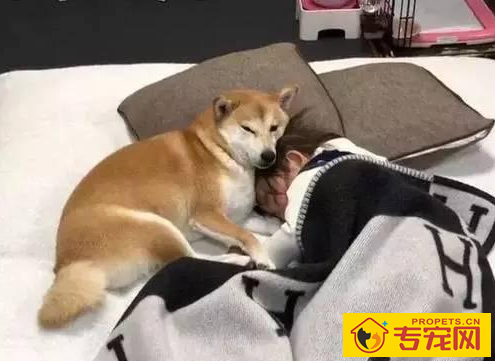 狗狗为什么喜欢与人“睡觉”呢?看一下这好多个缘故就懂了 狗狗为什么喜欢与人“睡觉”呢?看一下这好多个缘故就懂了