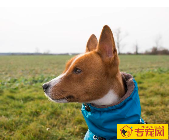 狗狗耳朵的6种种类,家里的归属于哪这种呢? 狗狗耳朵的6种种类,家里的归属于哪这种呢?