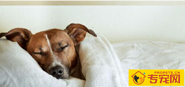 狗狗为什么喜欢与人“睡觉”呢?看一下这好多个缘故就懂了 狗狗为什么喜欢与人“睡觉”呢?看一下这好多个缘故就懂了