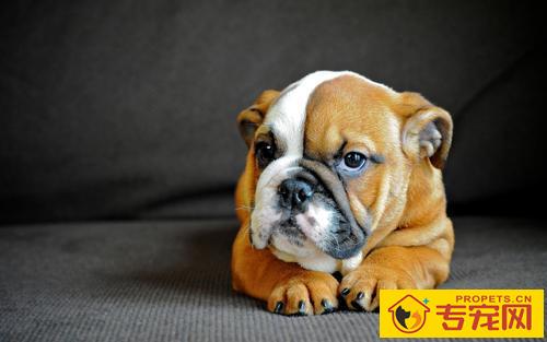 狗狗耳朵的6种种类,家里的归属于哪这种呢? 狗狗耳朵的6种种类,家里的归属于哪这种呢?