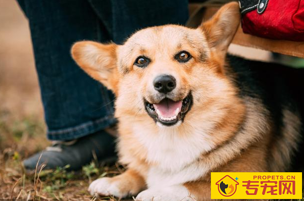 狗狗耳朵的6种种类,家里的归属于哪这种呢? 狗狗耳朵的6种种类,家里的归属于哪这种呢?