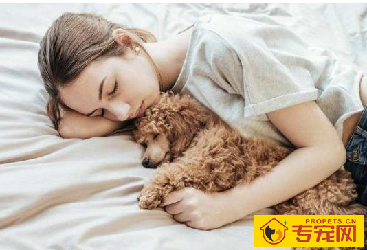 狗狗为什么喜欢与人“睡觉”呢?看一下这好多个缘故就懂了 狗狗为什么喜欢与人“睡觉”呢?看一下这好多个缘故就懂了