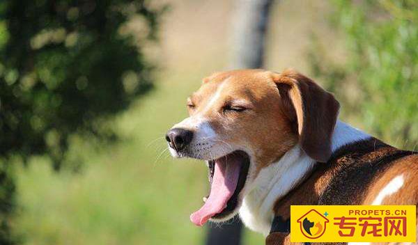 狗狗口臭怎么办？