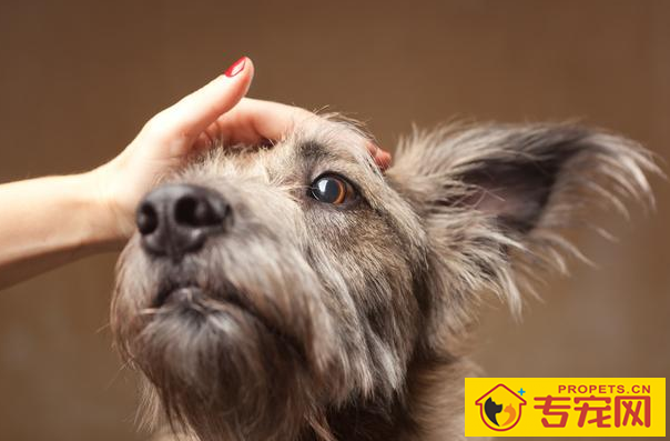 狗狗耳朵的6种种类,家里的归属于哪这种呢? 狗狗耳朵的6种种类,家里的归属于哪这种呢?