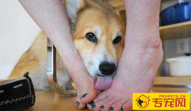 狗狗有这6种主要表现,表明它需要你,家里狗有吗 狗狗有这6种主要表现,表明它需要你,家里狗有吗