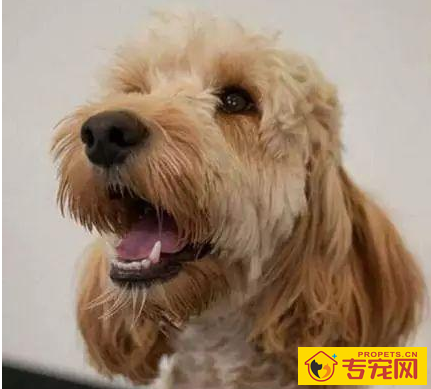 狗狗有这6种主要表现,表明它需要你,家里狗有吗 狗狗有这6种主要表现,表明它需要你,家里狗有吗