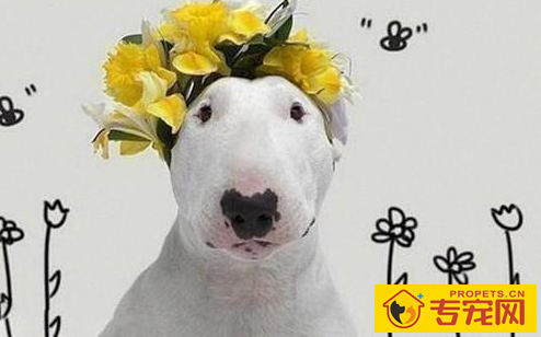 牛头梗闹狗要几日,牛头梗闹狗会出血吗 牛头梗闹狗要几日,牛头梗闹狗会出血吗