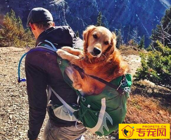 狗狗有这6种主要表现,表明它需要你,家里狗有吗 狗狗有这6种主要表现,表明它需要你,家里狗有吗